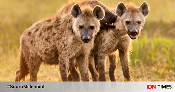 13++ Hewan hyena information