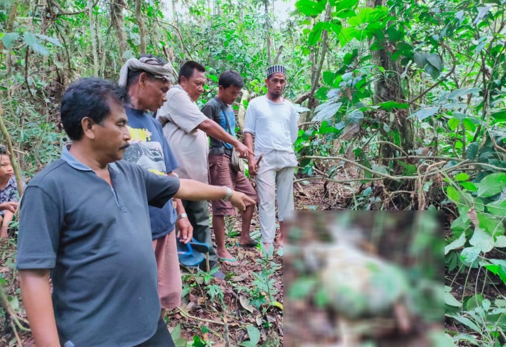 Sudah 4 Kali Memangsa Sapi, Harimau Sumatera Bikin Resah Warga Langkat