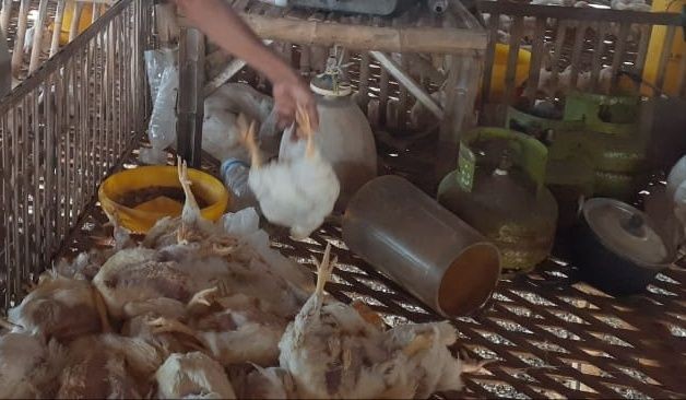 Puluhan Ekor Ayam di Tuban Mati Mendadak akibat Cuaca Panas
