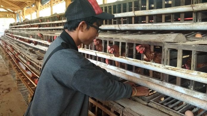 Puluhan Ekor Ayam di Tuban Mati Mendadak akibat Cuaca Panas