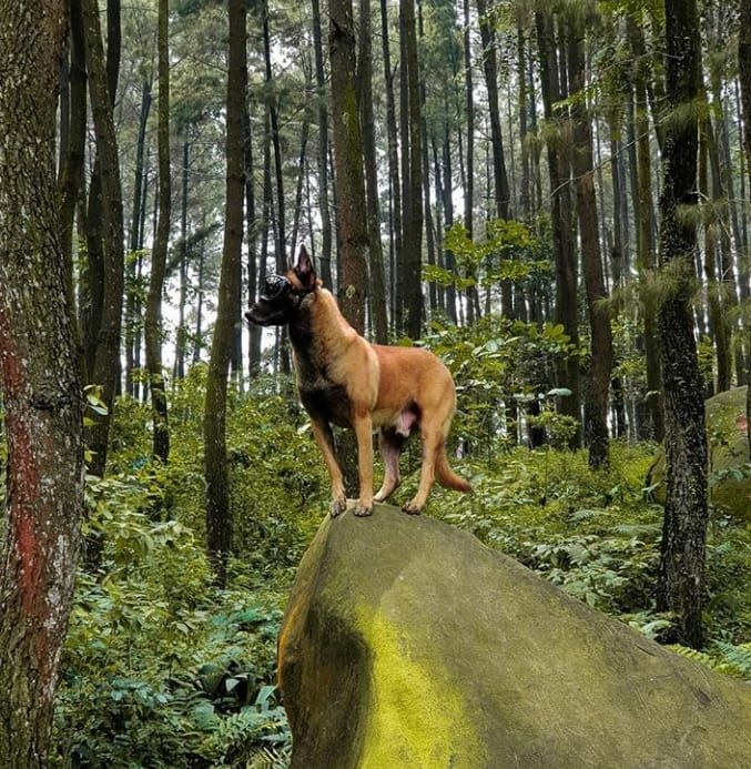 Sparta, Anjing Bima Aryo yang Sempat Diobservasi karena Gigit ART Mati