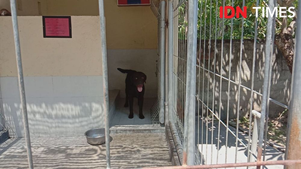 Kisah Unik Anjing K-9 Polda Bali, Bisa Cemburu dan Menstruasi