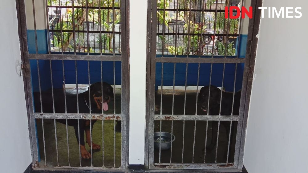Kisah Unik Anjing K-9 Polda Bali, Bisa Cemburu dan Menstruasi