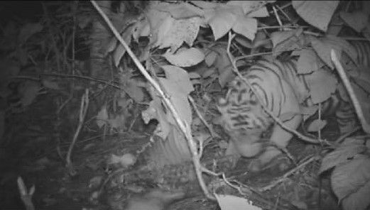Harimau Diduga Semakin Dekat ke Pemukiman Warga di Langkat