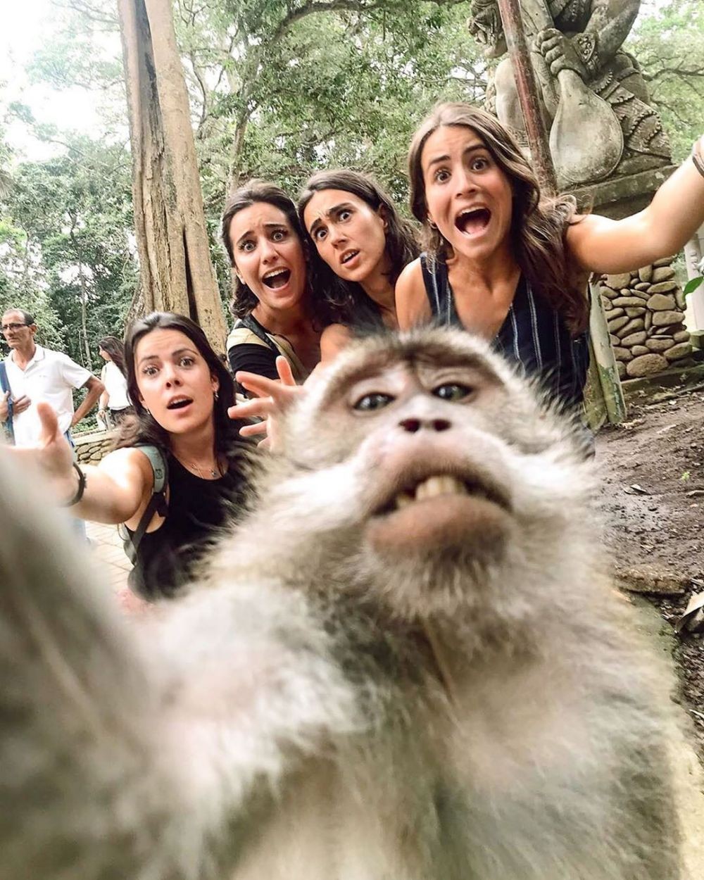 Info Wisata Monkey Forest Ubud: Rute, Harga Tiket, dan Tipsnya