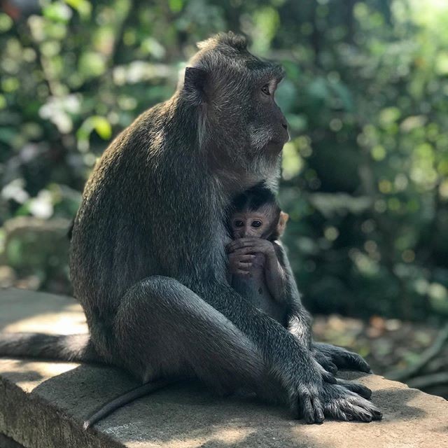 Kasihan, Potret Monyet Ekor Panjang di Bali Diperdagangkan Seperti Ini