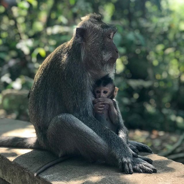 Info Wisata Monkey Forest Ubud: Rute, Harga Tiket, dan Tipsnya