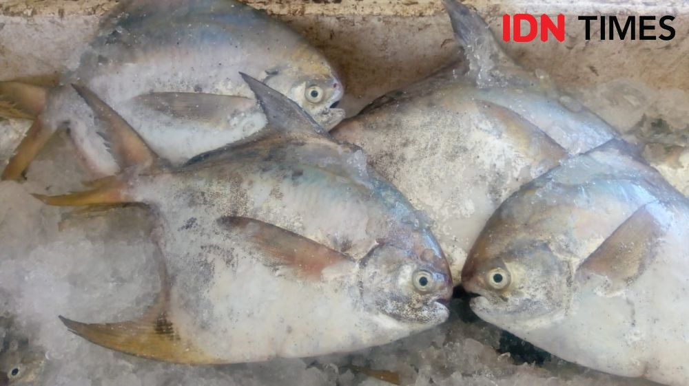 Budidaya Ikan Bawal di Sleman Kurangi 9.600 Ton Sampah Setahun