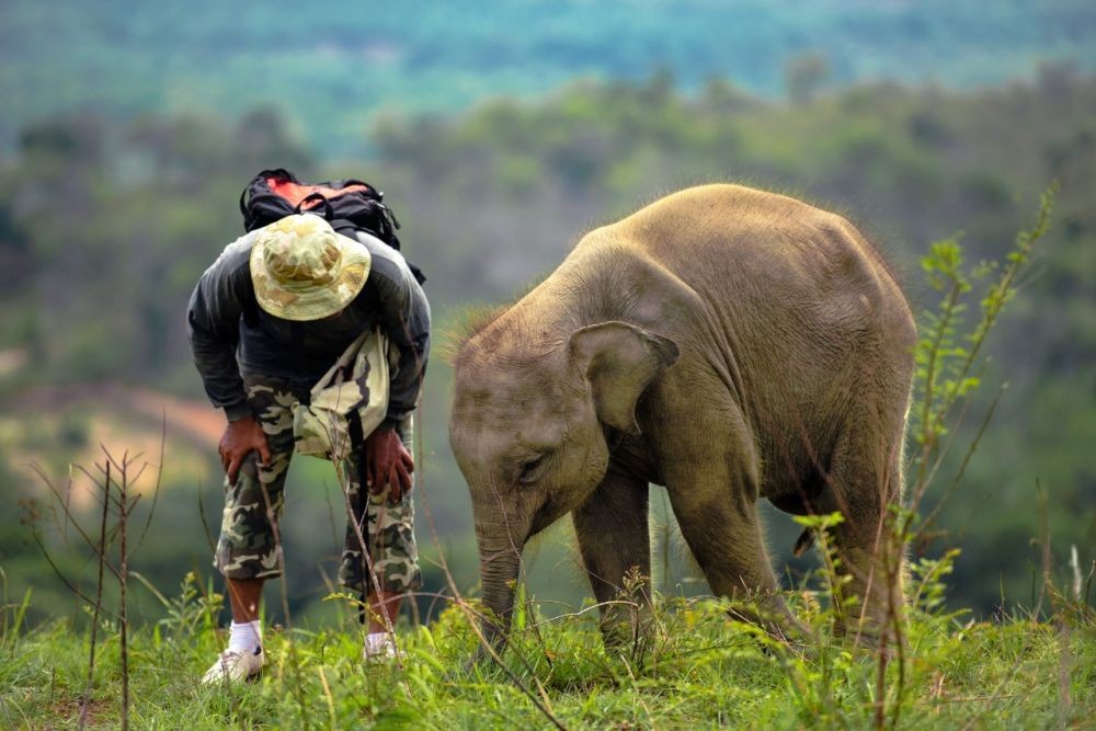 Kisah Sugeng, Jadi Vegetarian Karena Jatuh Cinta pada Gajah