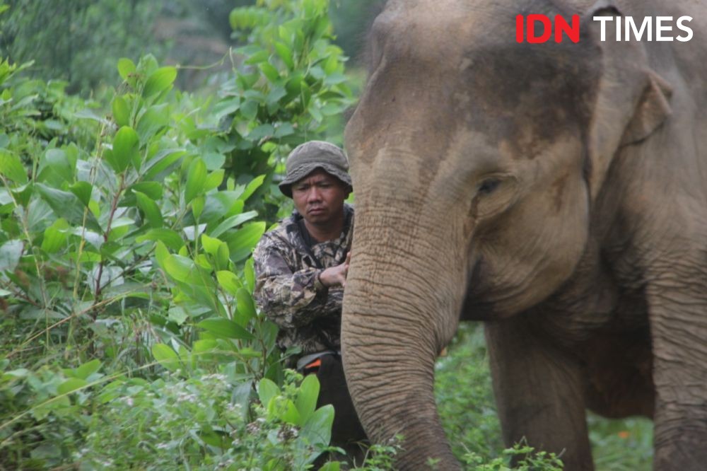 5 Kerugian Jika Gajah Punah dari Ekosistem