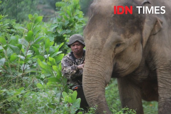 Kisah Sugeng, Jadi Vegetarian karena Cinta dengan Gajah