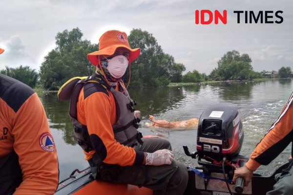 Cerita Warga Medan yang Takut Makan Ikan Gara-gara Bangkai Babi