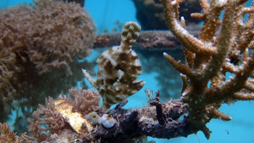 Restorasi Taman Bawah Laut Karimun Jawa, Bakal Calon Spot Wisata Baru