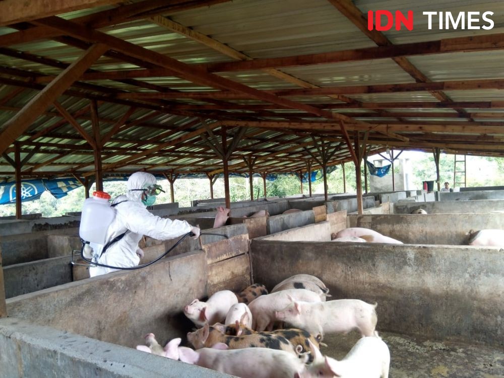 Cegah Virus Hog Cholera, Peternak Dilarang Beli Babi dari Luar Daerah