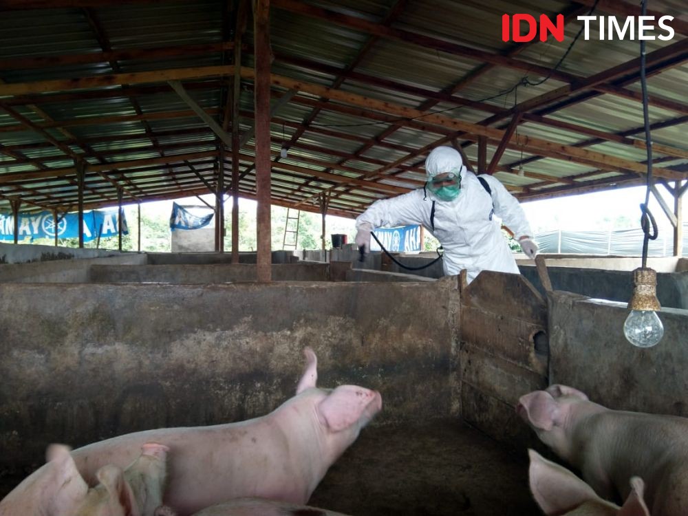 Sudah 30 Ribu Ekor Babi Mati di Sumut, Bio Security Masih Diandalkan