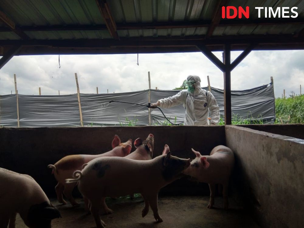 Sudah 30 Ribu Ekor Babi Mati di Sumut, Bio Security Masih Diandalkan