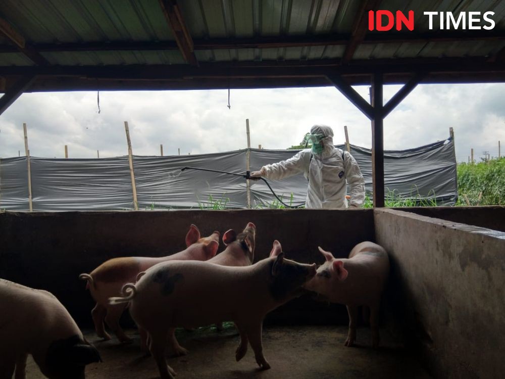 Penertiban Peternakan Babi Ilegal Ricuh, Camat Nyaris Dihajar