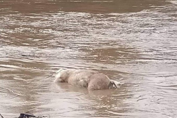 Setelah di Medan, Bangkai Babi juga Hebohkan Warga Langkat