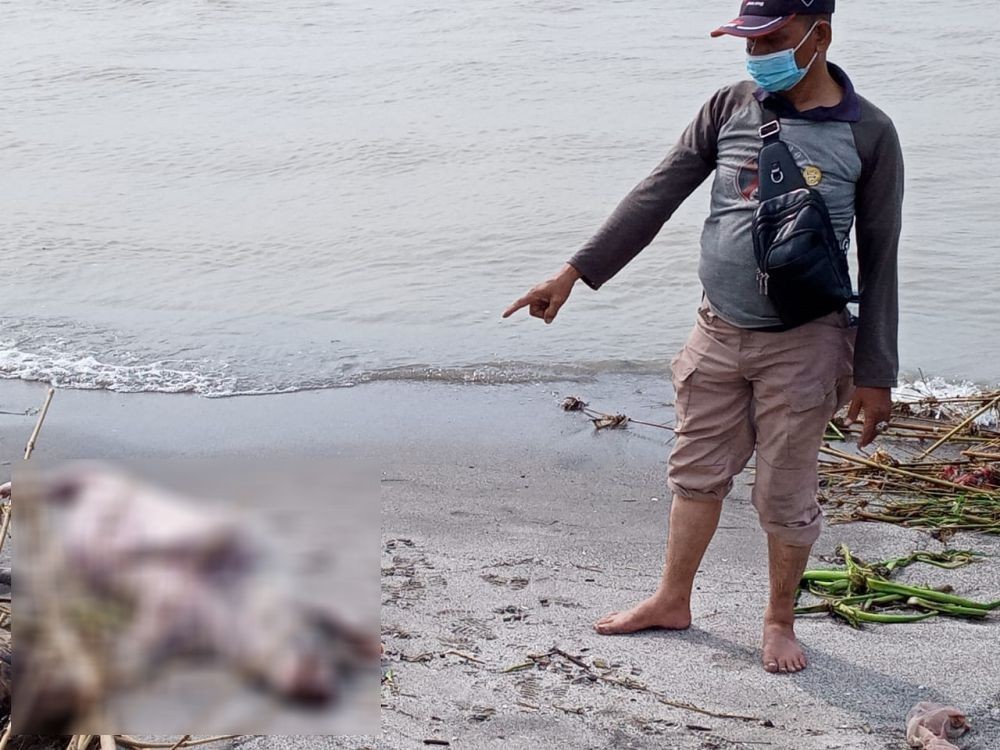 Bangkai Babi Bermuara ke Laut, Perekonomian Nelayan Anjlok