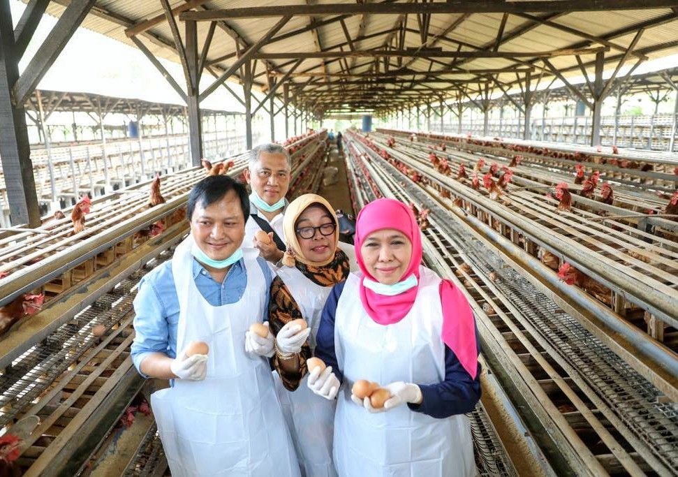Gunakan Good Farming Practices, Khofifah Sebut Telur Sehat Dikonsumsi