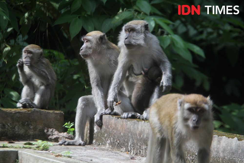 Kasihan, Potret Monyet Ekor Panjang di Bali Diperdagangkan Seperti Ini