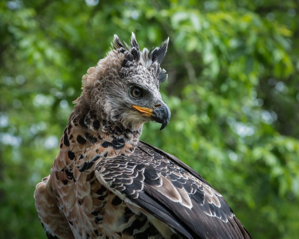 Jangan Main-main dengan 7 Jenis Burung Ini, kalau Tidak Ingin Terluka!