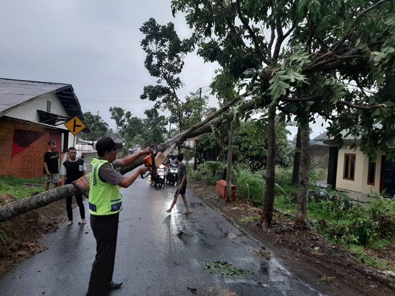 BPBD Catat 22 Kali Pohon Tumbang di Bandar Lampung, Warga Diimbau Waspada