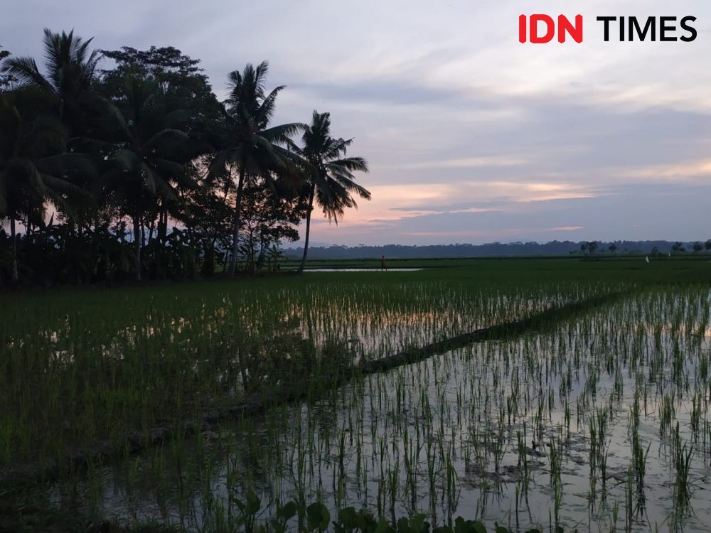 5.432 Hektare Lahan Persawahan Jatim Terendam Banjir
