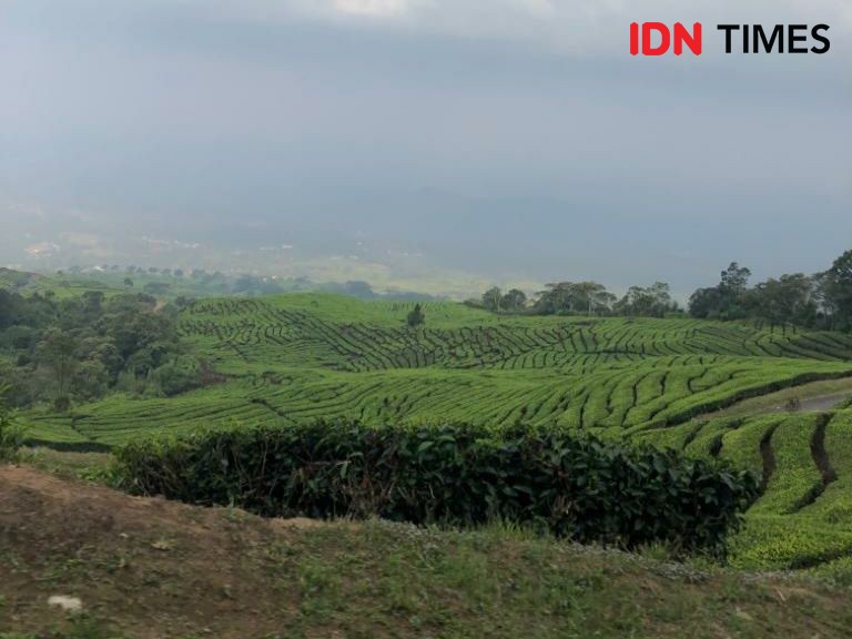 Lagi,Warga Pagaralam Temukan Jejak Tapak Kaki Harimau di Rimba Candi