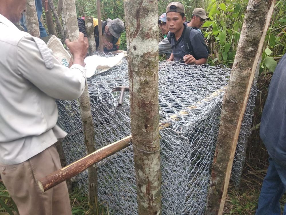 Tertangkap di Semendo, Harimau Sumatera Direhabilitasi di Punti Kayu