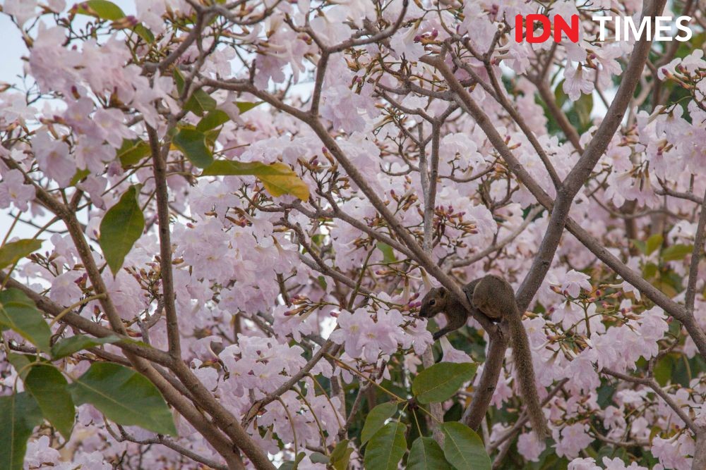Bunga Tabebuya, Sakura Surabaya yang Tiap Tahun Terus Ditambah