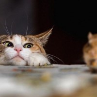 Kucing Suka Memberi "Hadiah" untuk Majikan, Ini Penjelasannya!