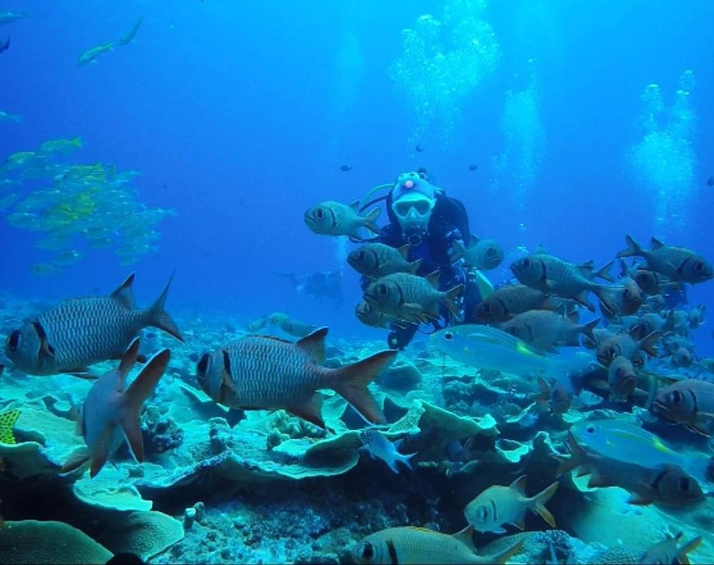 10 Spot Diving Terbaik di Dunia, Indonesia Tak Kalah Menakjubkan