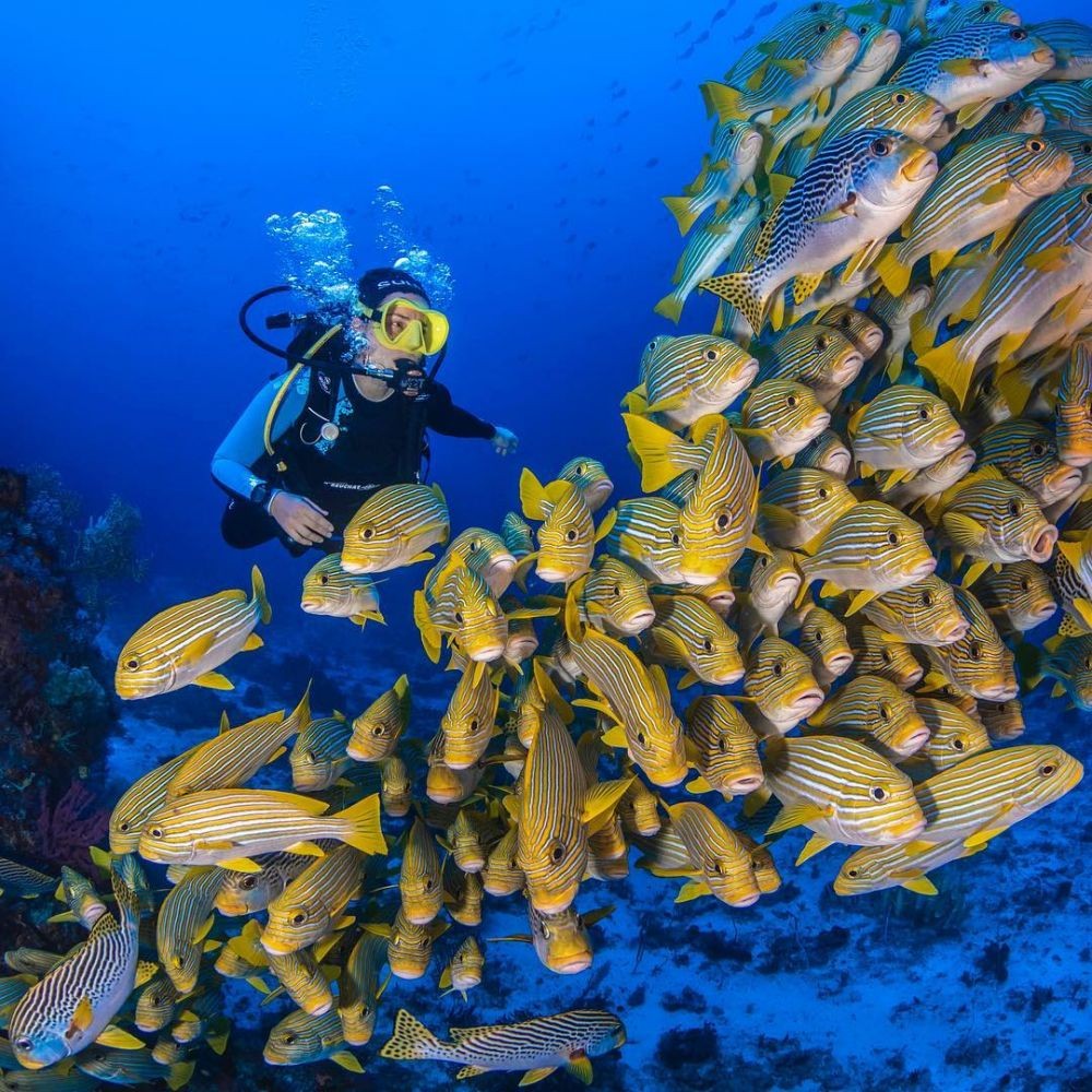 10 Spot Diving Terbaik di Dunia, Indonesia Tak Kalah Menakjubkan