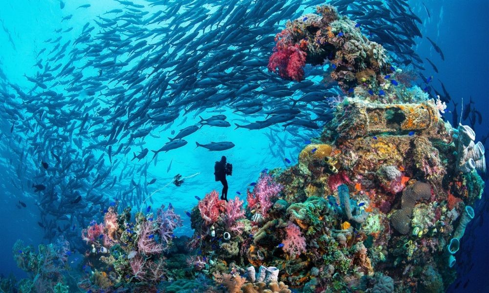 10 Spot Diving Terbaik di Dunia, Indonesia Tak Kalah Menakjubkan