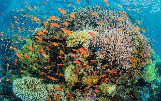 10 Spot Diving Terbaik di Dunia, Indonesia Tak Kalah Menakjubkan