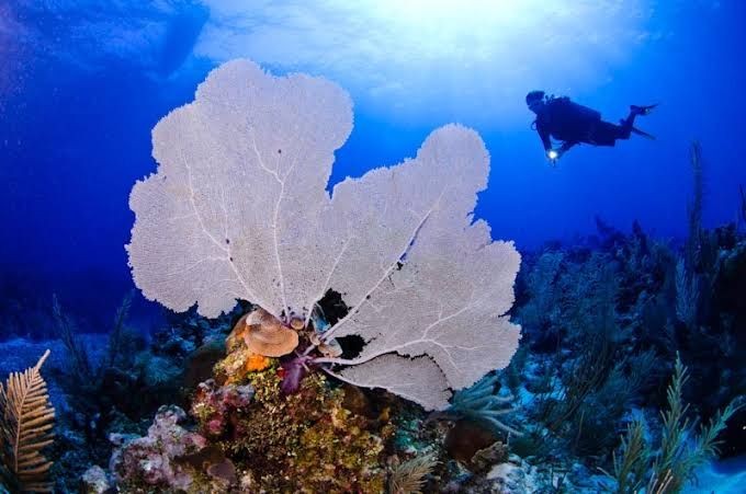 10 Spot Diving Terbaik di Dunia, Indonesia Tak Kalah Menakjubkan