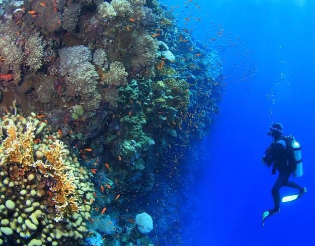 10 Spot Diving Terbaik di Dunia, Indonesia Tak Kalah Menakjubkan