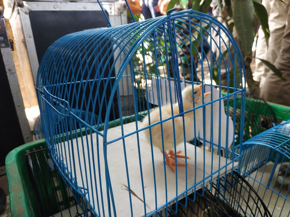 Chickenisasi Berhasil, Oded Bakal Tambah 10 Ribu Anak Ayam di Bandung