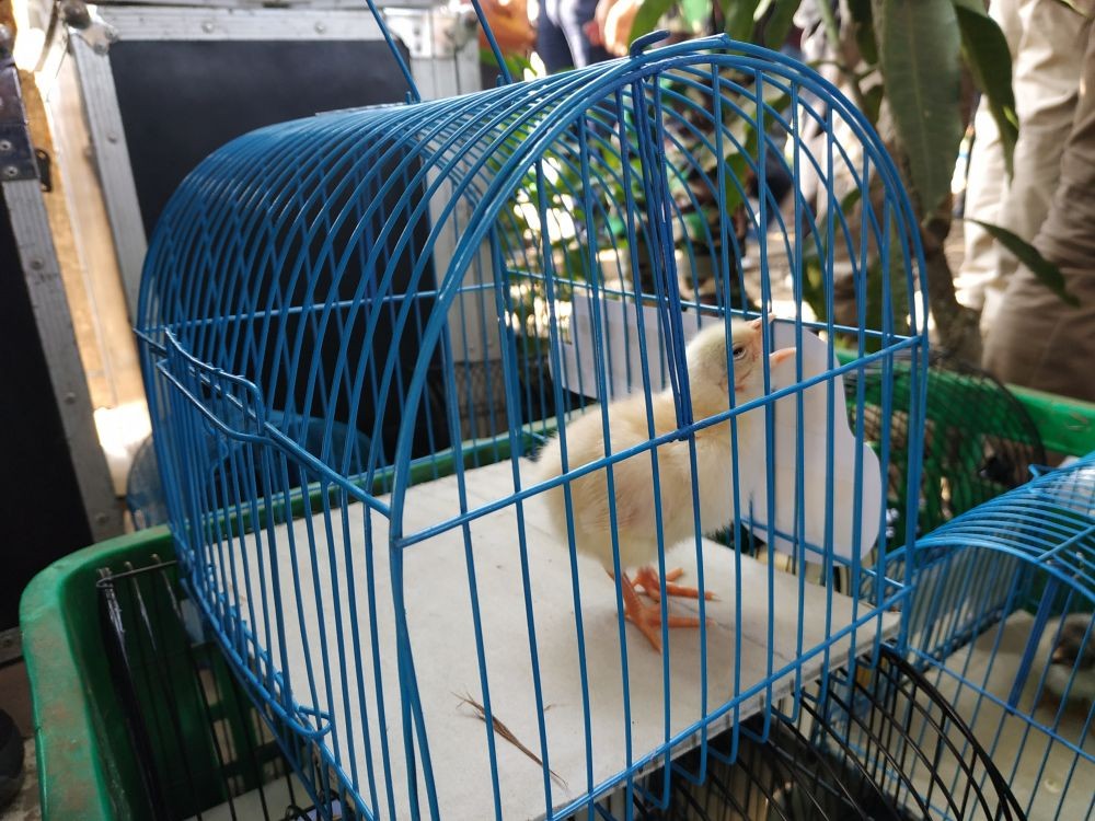 Anak Ayam yang Dibagi Walkot Bandung untuk Pelajar Mati Dimakan Tikus