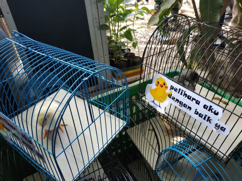 Anak Ayam yang Dibagi Walkot Bandung untuk Pelajar Mati Dimakan Tikus