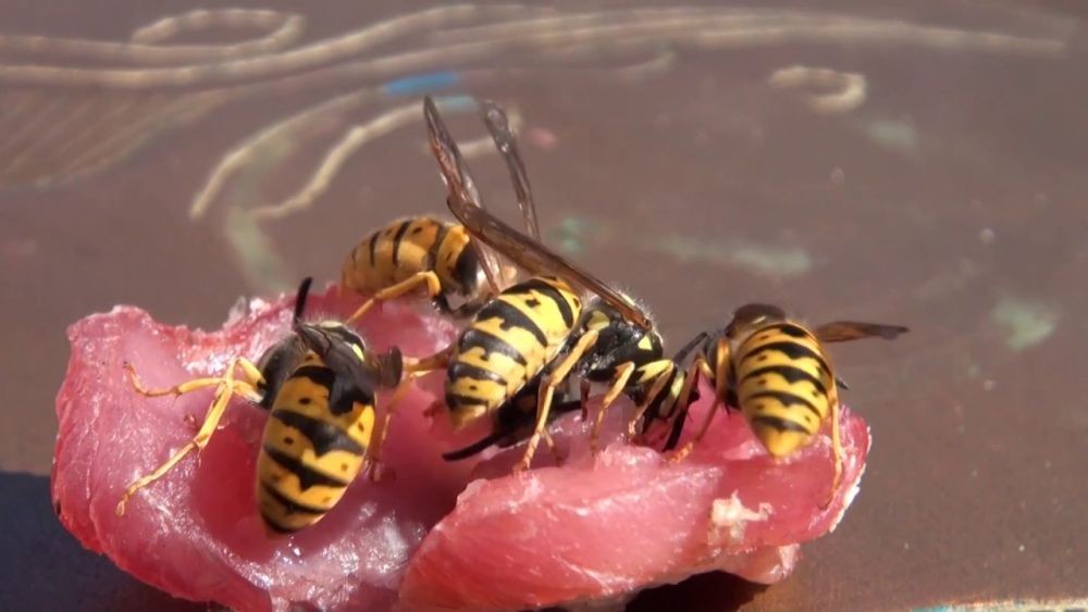 Disengat Ratusan Lebah Vespa Affinis, Nenek di Tegal Meregang Nyawa
