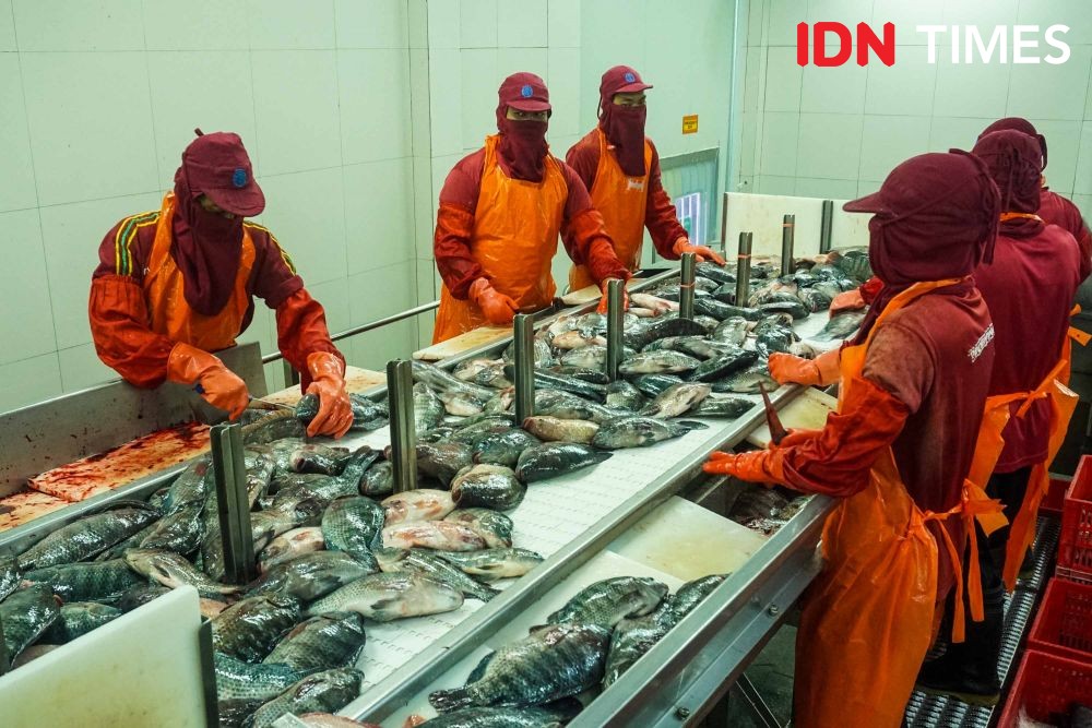 [FOTO] Melihat Pengolahan Ikan Tilapia Kelas Internasional di Semarang