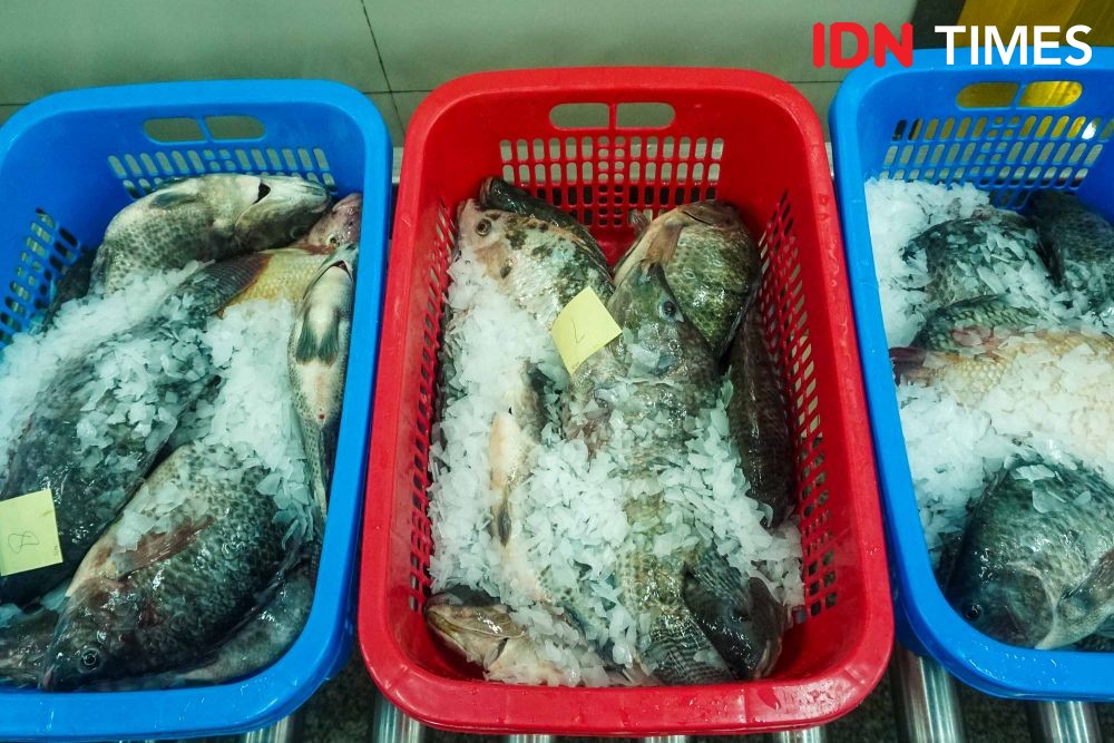 [FOTO] Melihat Pengolahan Ikan Tilapia Kelas Internasional di Semarang