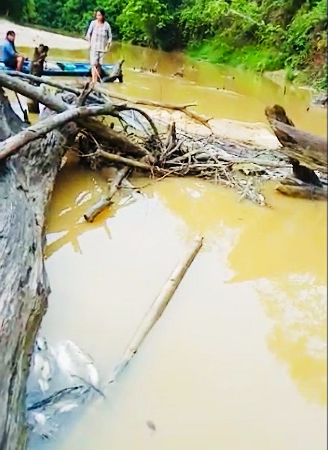 Limbah Perusahaan Diduga Cemari Sungai Perak di Kutai Barat