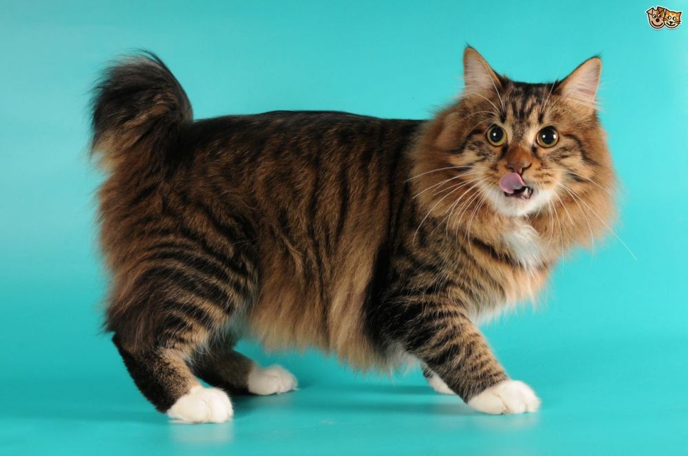 Inilah 10 Ras Kucing Terbesar  di Dunia Ada yang Berukuran 