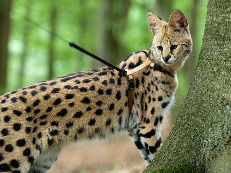 Inilah 10 Ras Kucing Terbesar di Dunia, Ada yang Berukuran 1 Meter!
