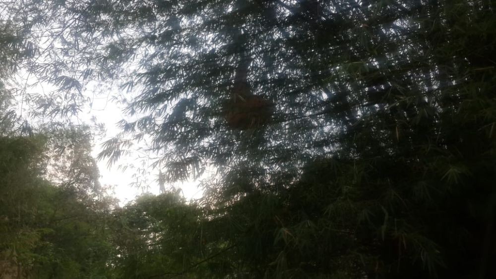 Berteduh di Bawah Pohon, Petani Asal Tuban Tewas Disengat Tawon Ndas