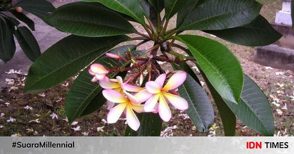 Hari Menanam Pohon Ini Alasan Kamboja Selalu Ada Di Kuburan Indonesia