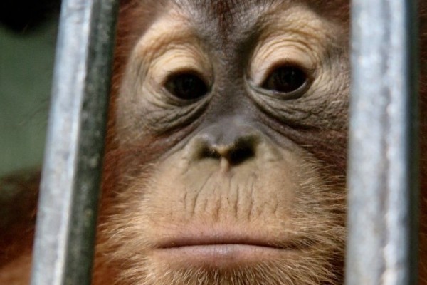 Sepasang Orangutan Diserahkan ke BBKSDA, Pemiliknya Belum Diketahui